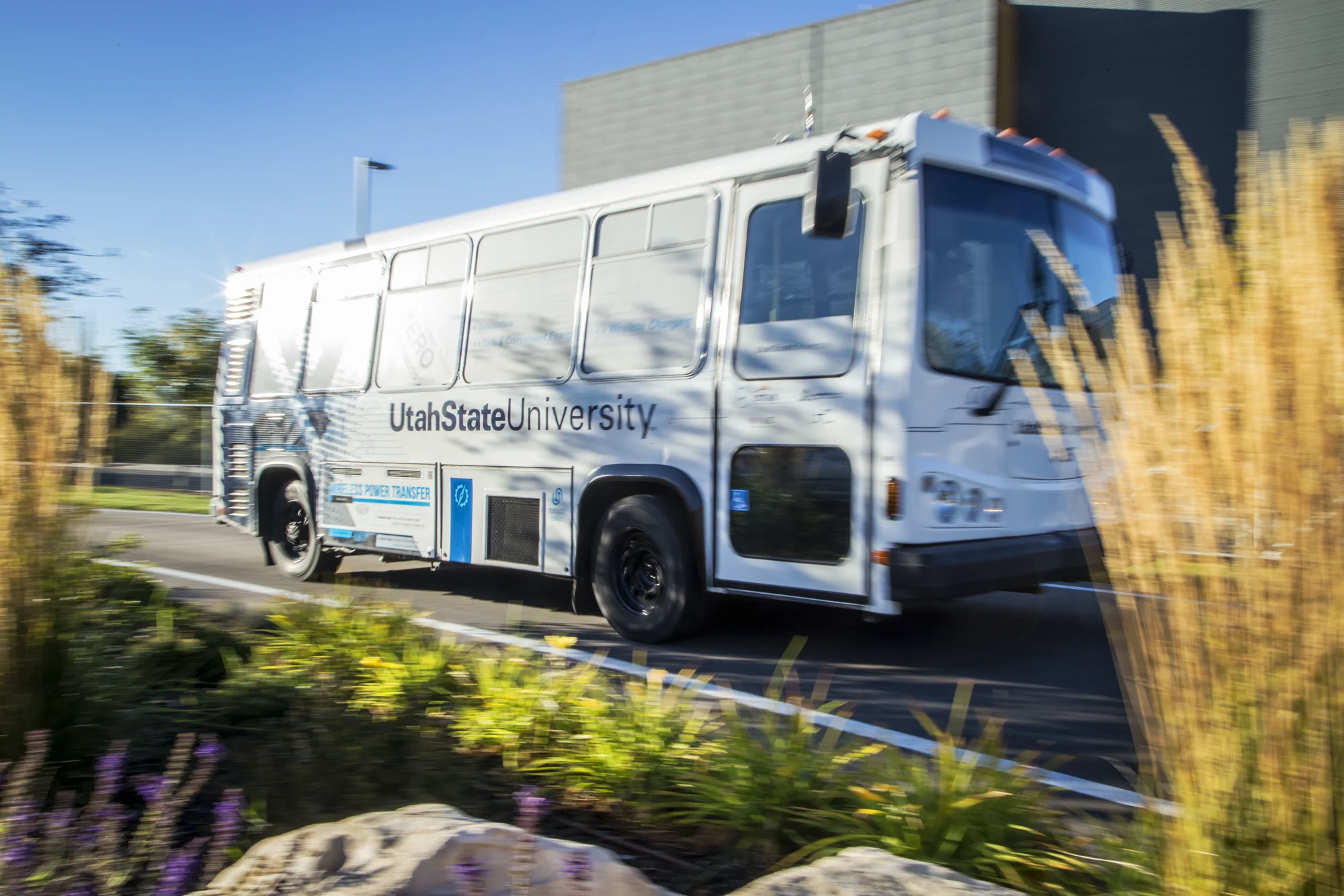 White Utah State University transit bus drives along a road past tall ornamental grasses